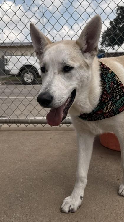 Enlarge Raider, a Adoptable mixed breed in Balch Springs, TX image 1/3