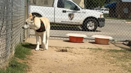 Enlarge Raider, a Adoptable mixed breed in Balch Springs, TX image 2/3