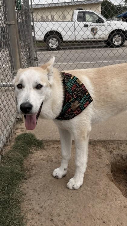 Enlarge Raider, a Adoptable mixed breed in Balch Springs, TX image 3/3