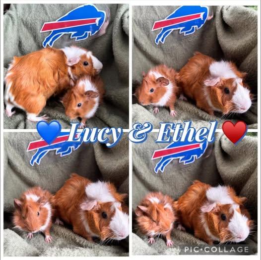Enlarge Lucy and Ethel, a Adoptable Guinea Pig in Amherst, NY image 1/1