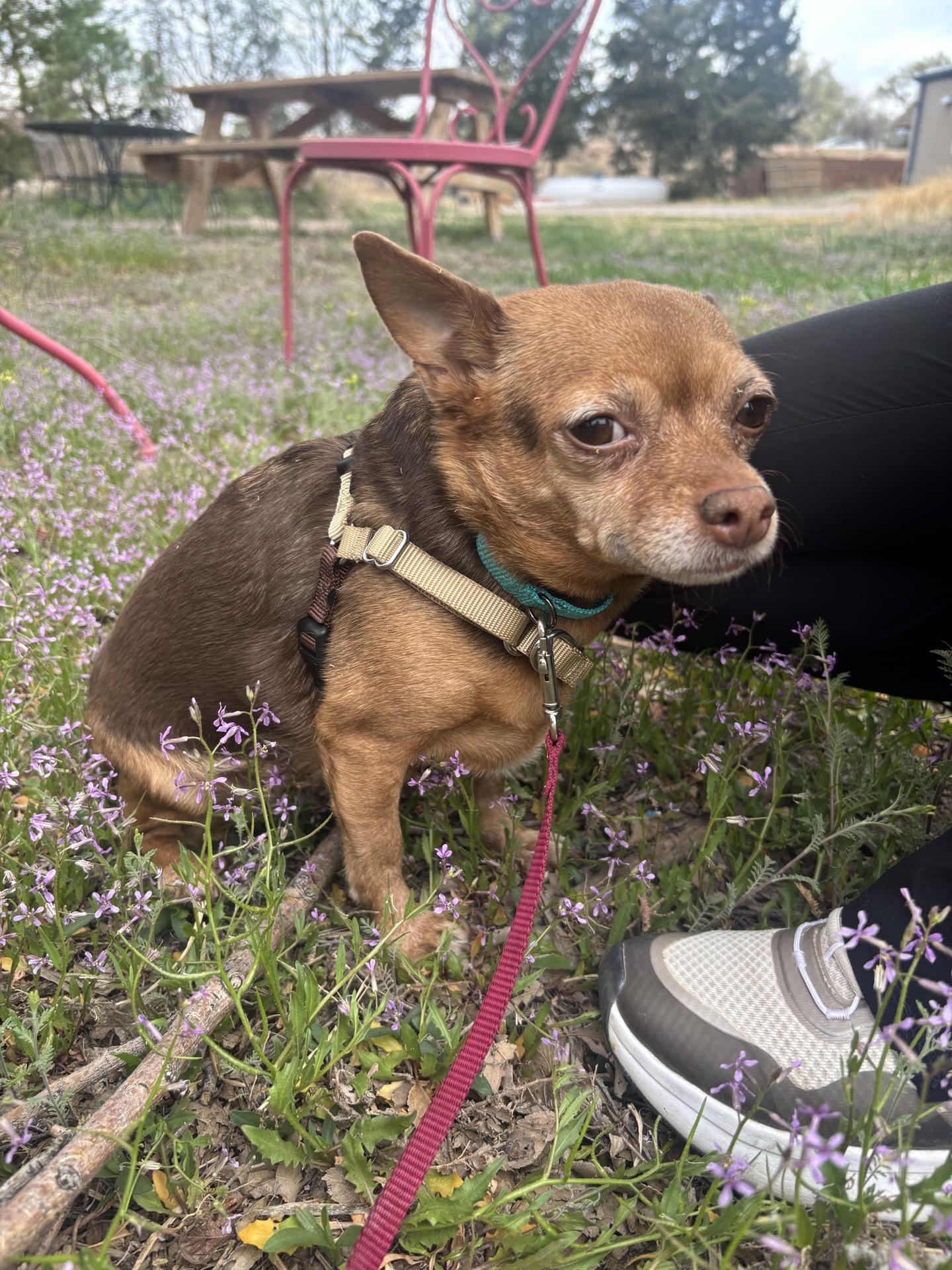 Hazelnut , an adopted mixed breed in Pueblo, CO image 2/2