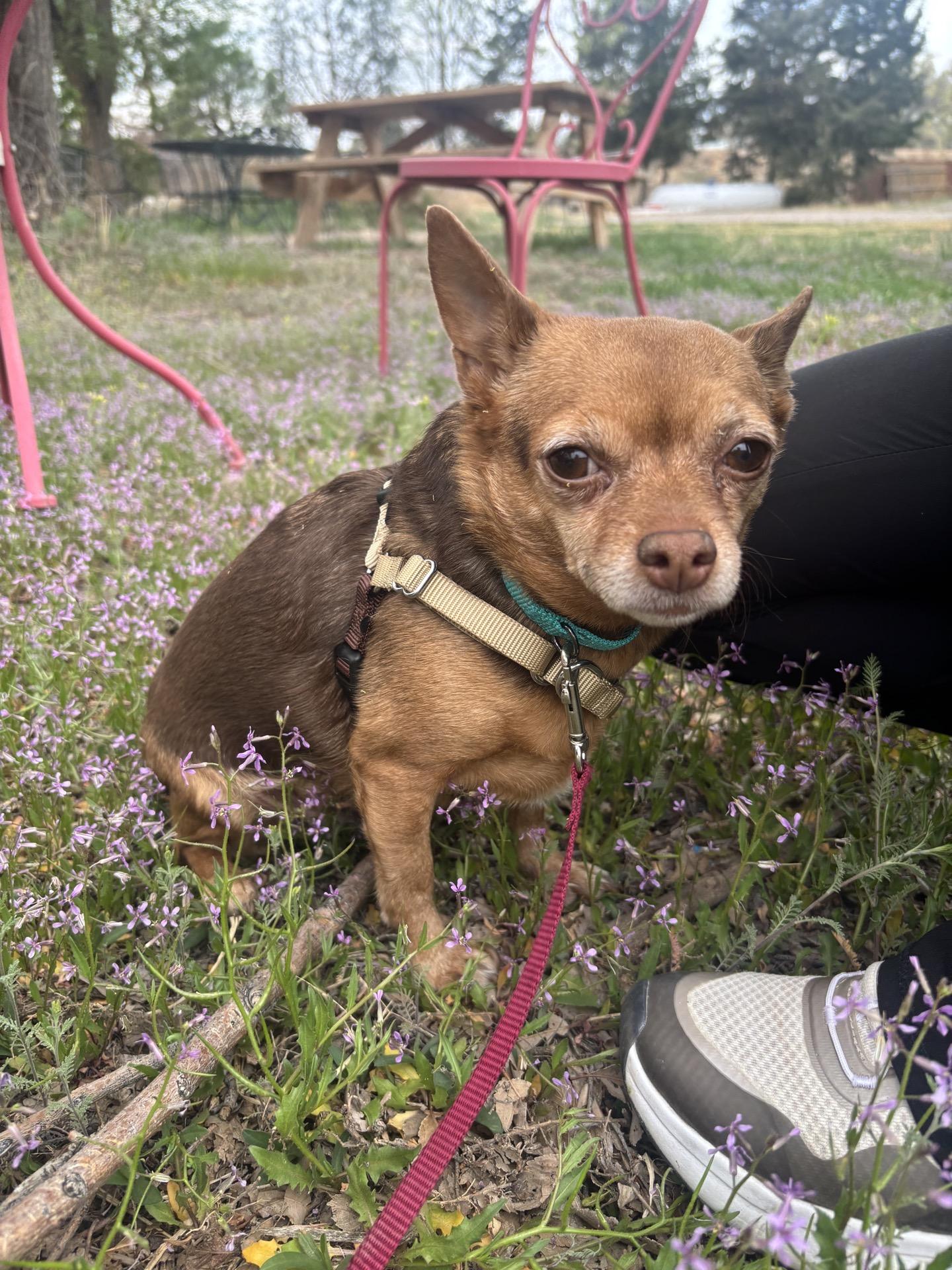 Hazelnut , adopted, Adult Female Chihuahua.
