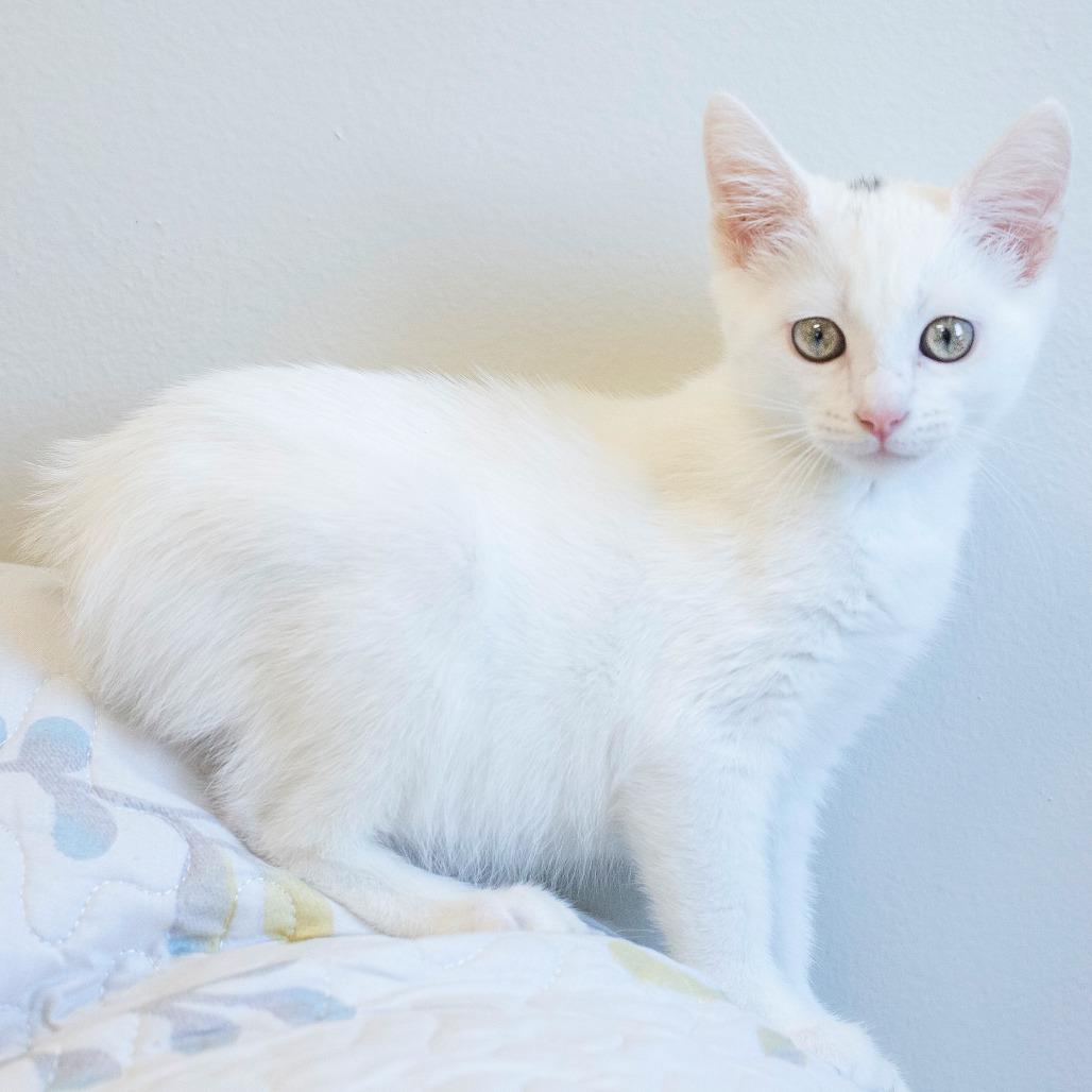 Manon, Adoptable, Kitten Female Domestic Short Hair.