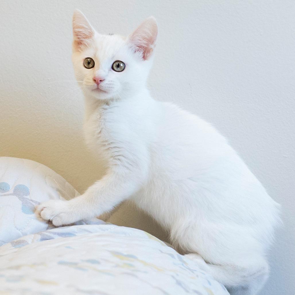 Enlarge Manon, a Adoptable Domestic Short Hair in Cartersville, GA image 2/6