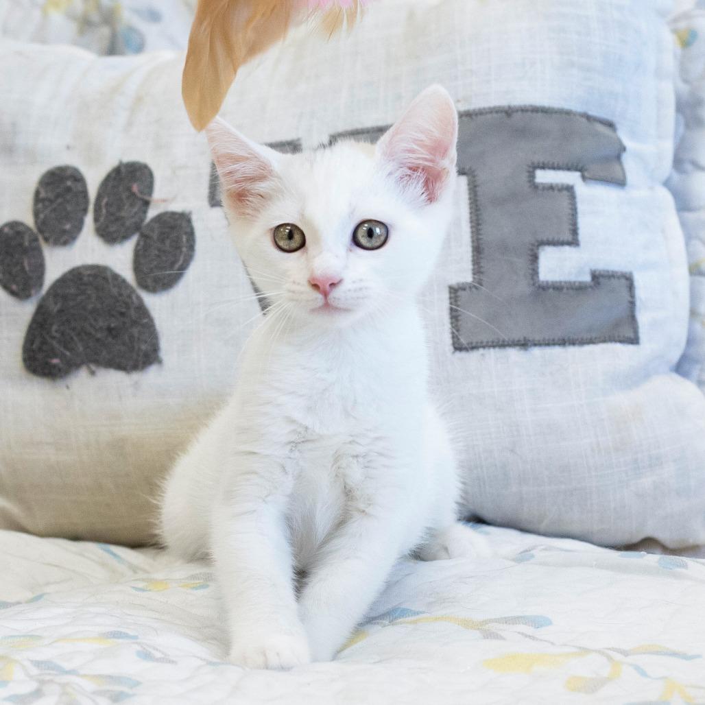 Enlarge Manon, a Adoptable Domestic Short Hair in Cartersville, GA image 3/6