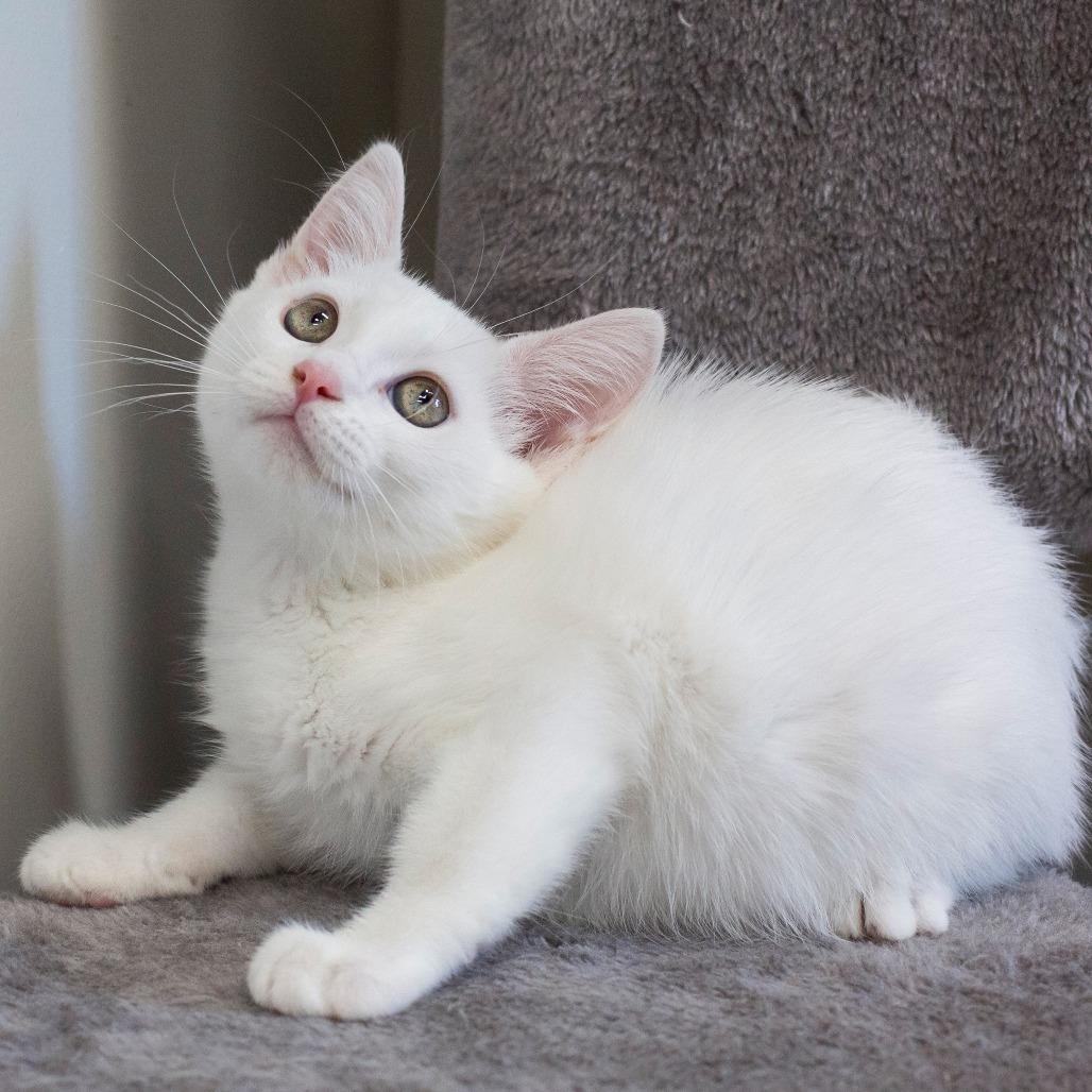 Enlarge Manon, a Adoptable Domestic Short Hair in Cartersville, GA image 5/6