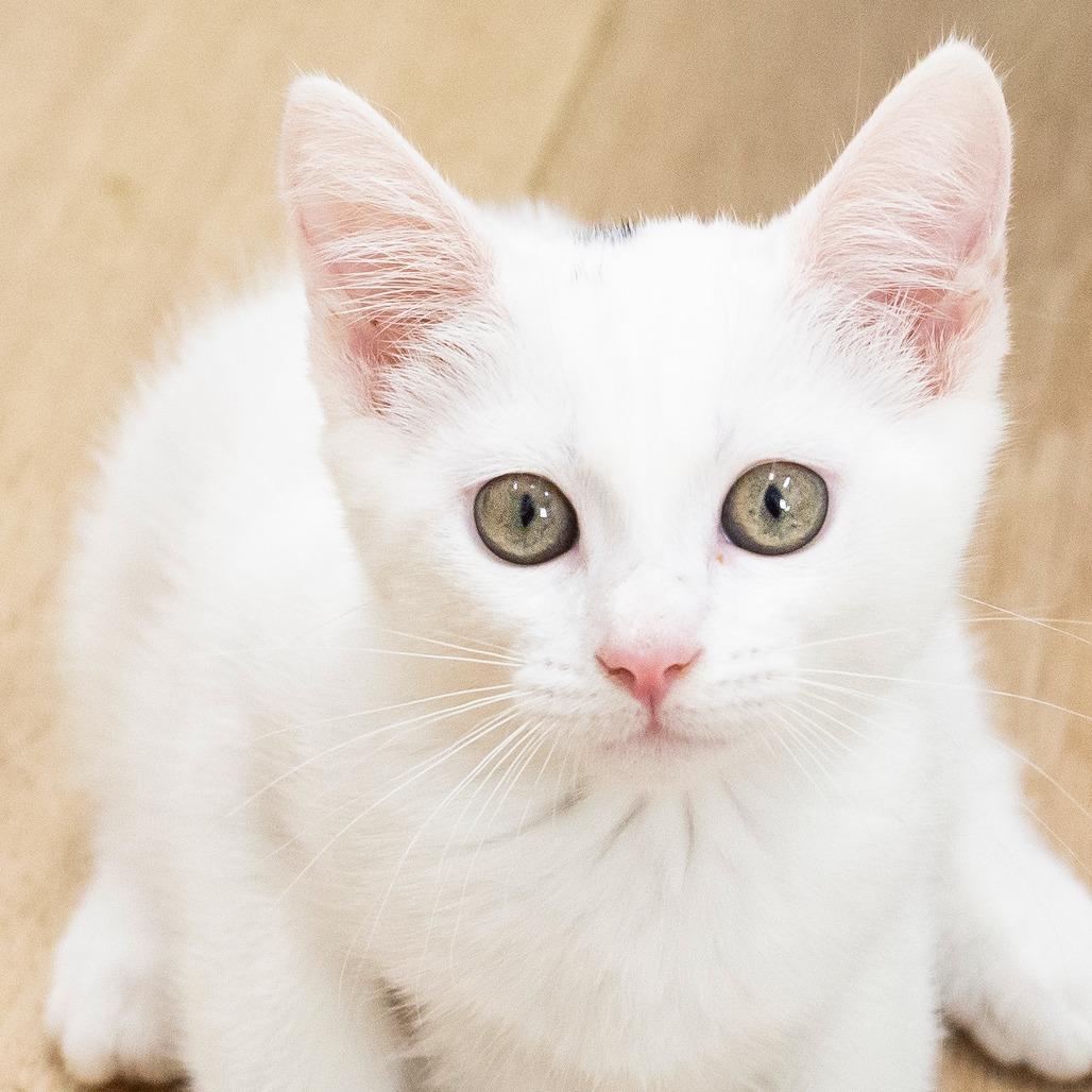 Enlarge Manon, a Adoptable Domestic Short Hair in Cartersville, GA image 6/6