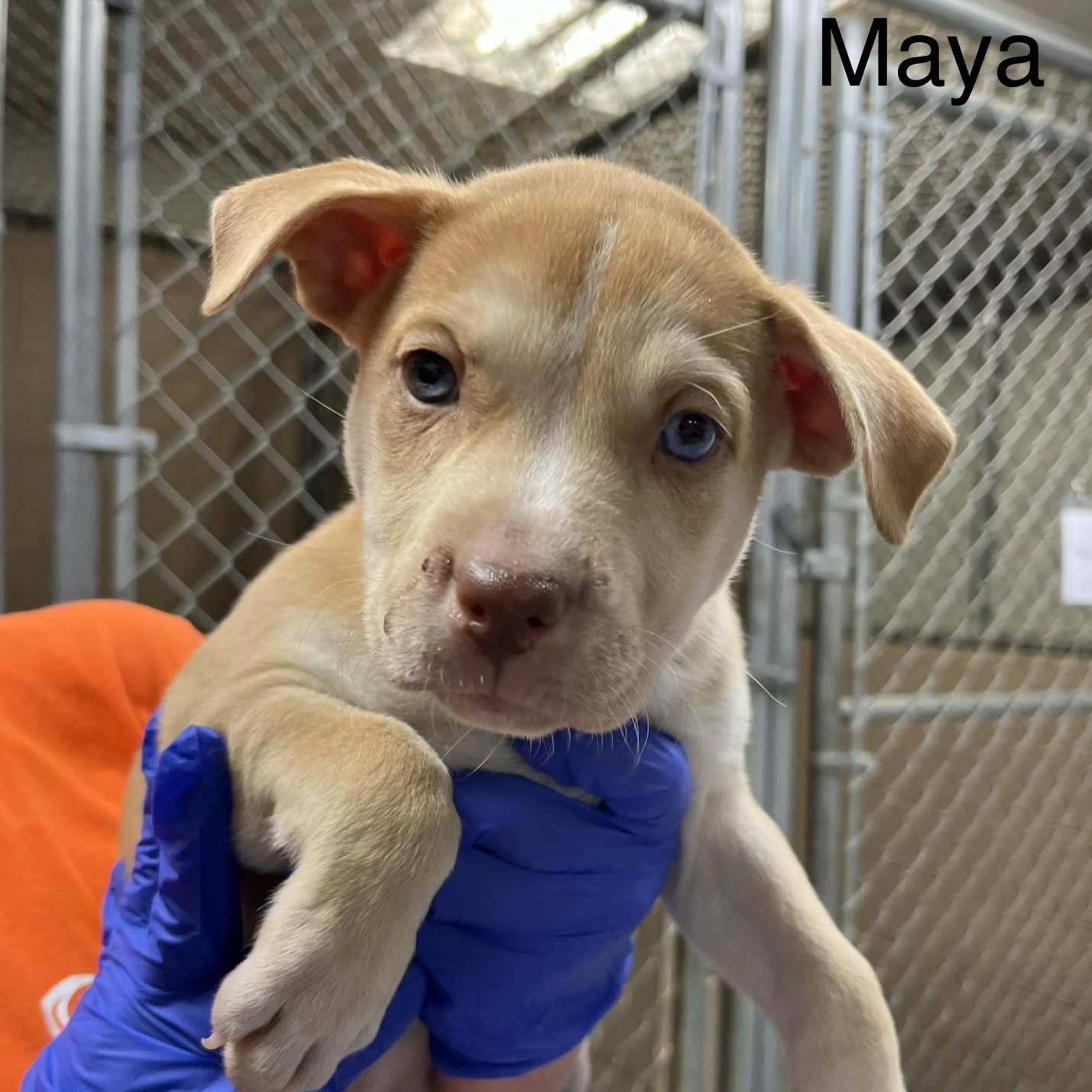 Maya, ADOPTABLE, Puppy Female Terrier & American Staffordshire Terrier.