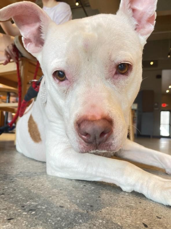 CHARLIE, Adoptable, Adult Female Pit Bull Terrier.