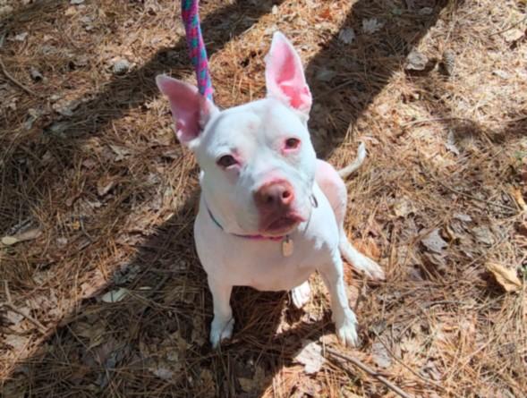 Enlarge CHARLIE, a Adoptable Pit Bull Terrier in Chapel Hill, NC image 1/1