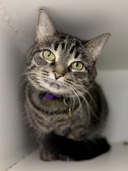 Enlarge Nebula, a Adoptable mixed breed in Columbus, OH image 1/1