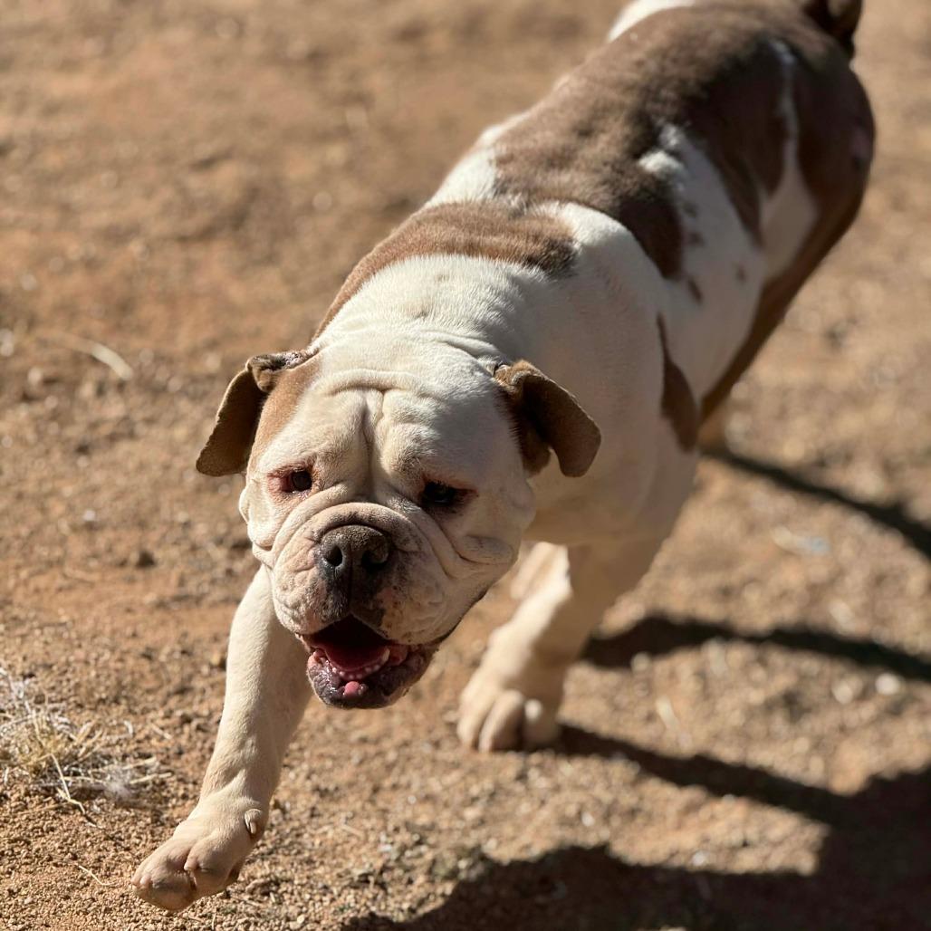 Garland, Adoptable, Young Female English Bulldog.