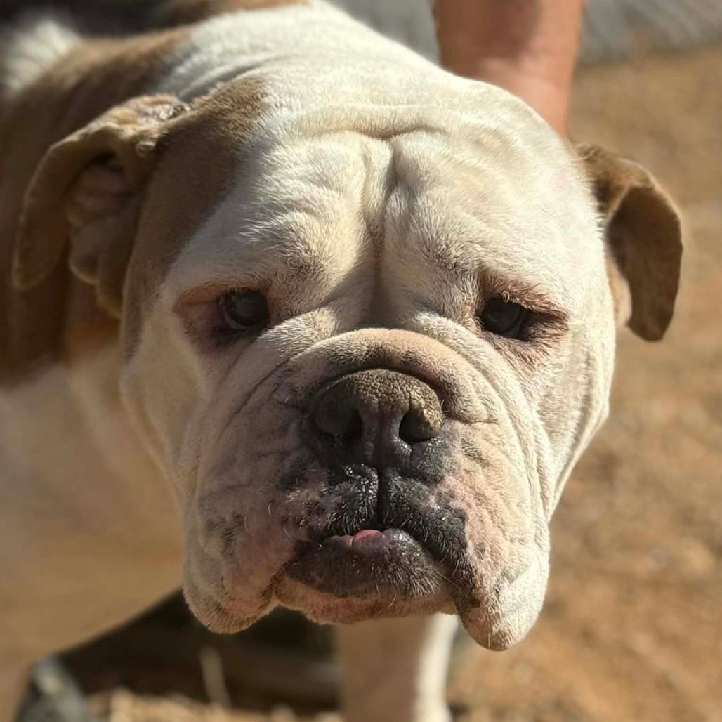 Garland, a Adoptable English Bulldog in Loves Park, IL image 2/4