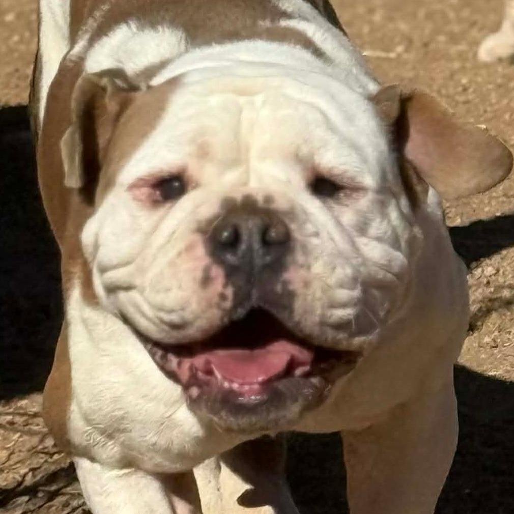 Garland, a Adoptable English Bulldog in Loves Park, IL image 3/4