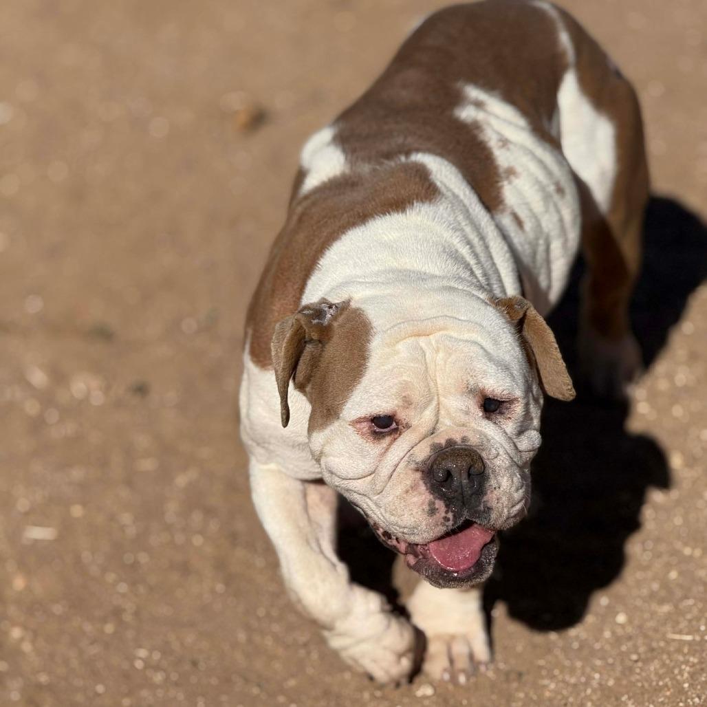 Garland, a Adoptable English Bulldog in Loves Park, IL image 4/4