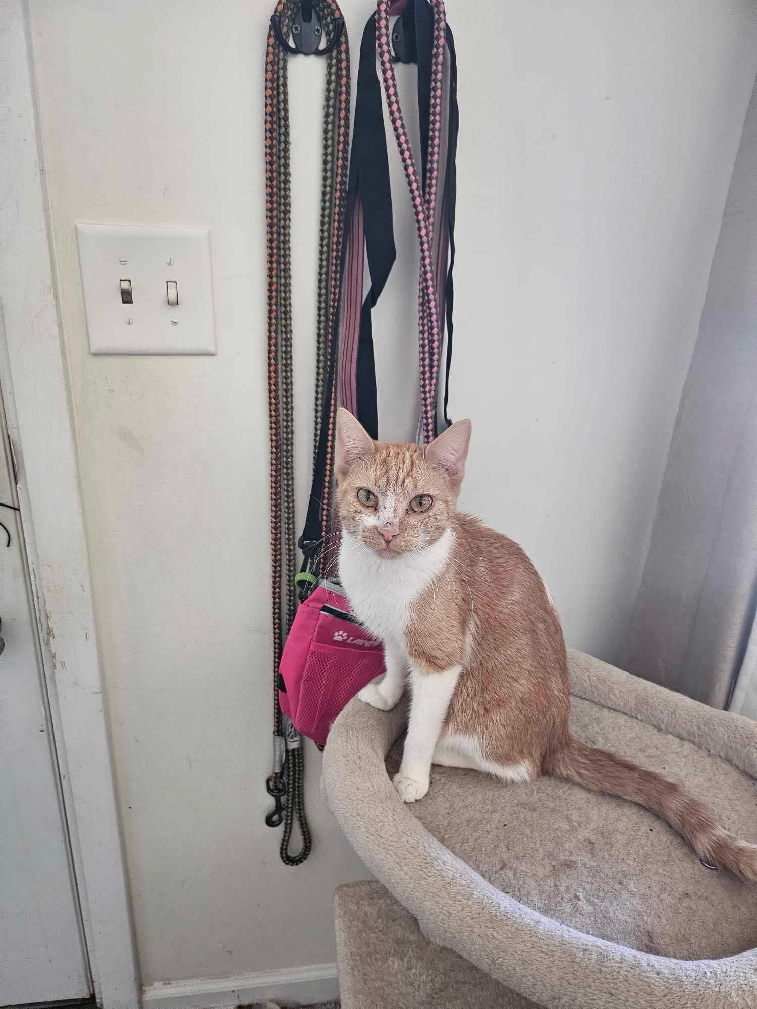 Butterscotch, a Adoptable Domestic Short Hair in Grand Haven, MI image 1/3