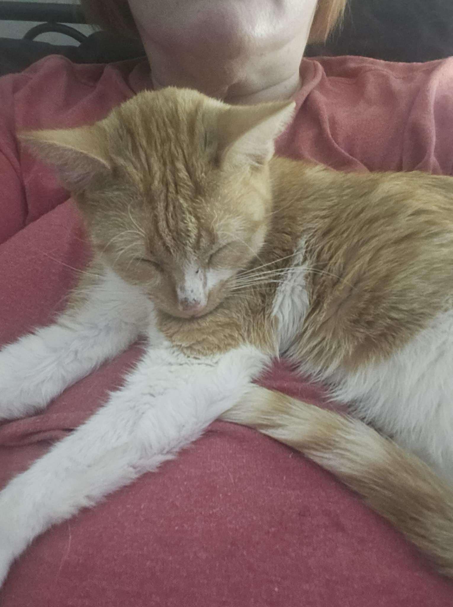 Butterscotch, a Adoptable Domestic Short Hair in Grand Haven, MI image 2/3