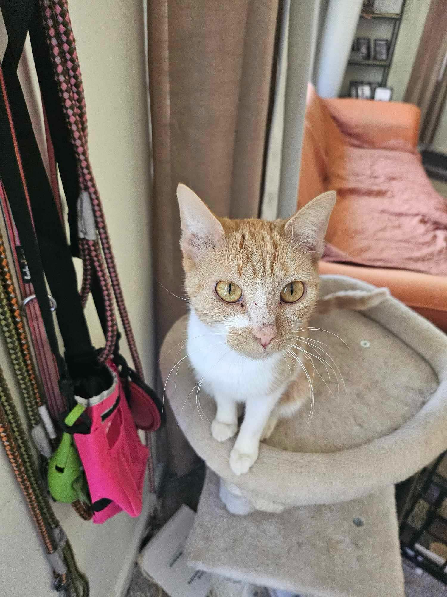 Butterscotch, a Adoptable Domestic Short Hair in Grand Haven, MI image 3/3