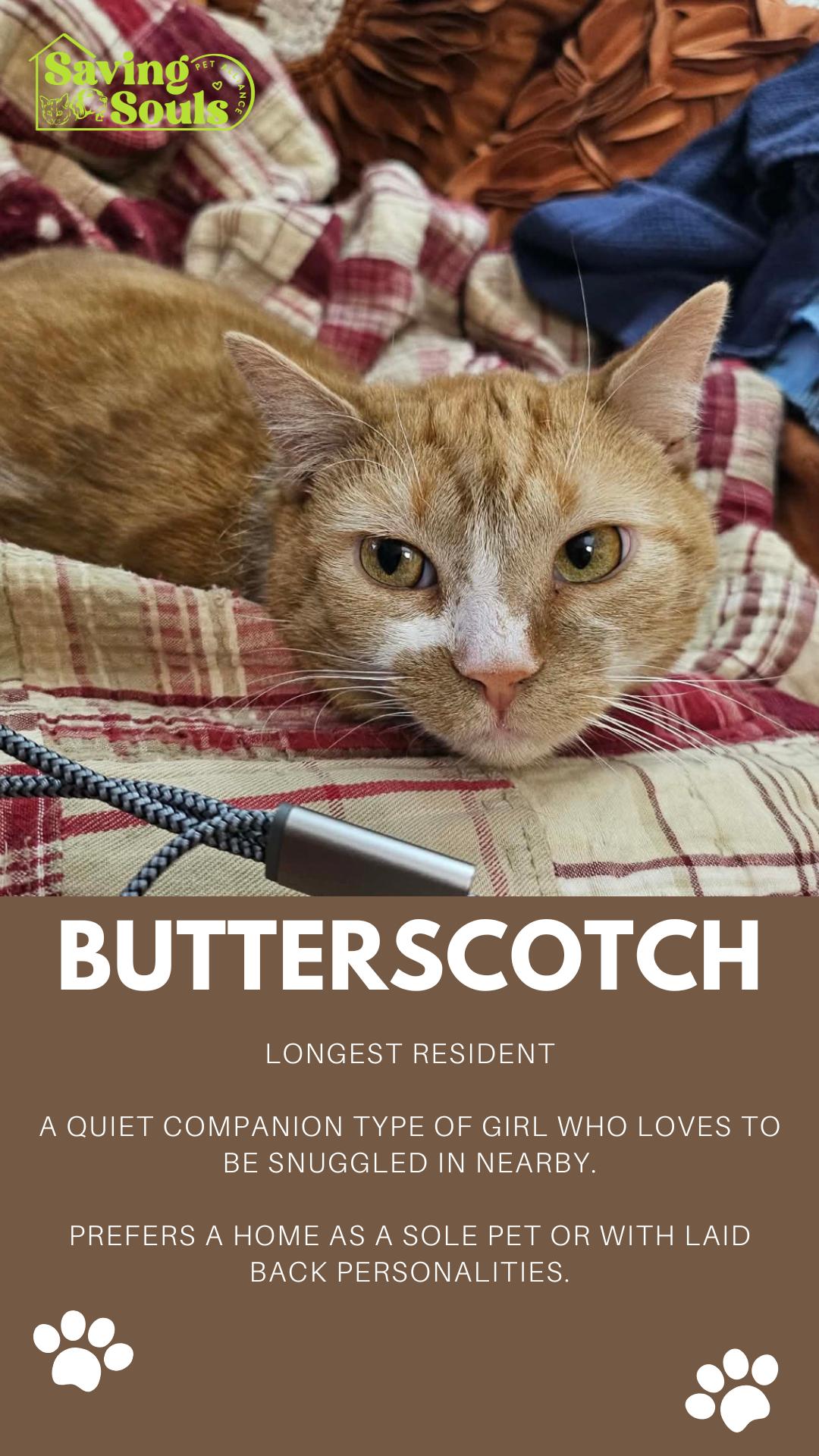 Butterscotch, Adoptable, Adult Female Domestic Short Hair.