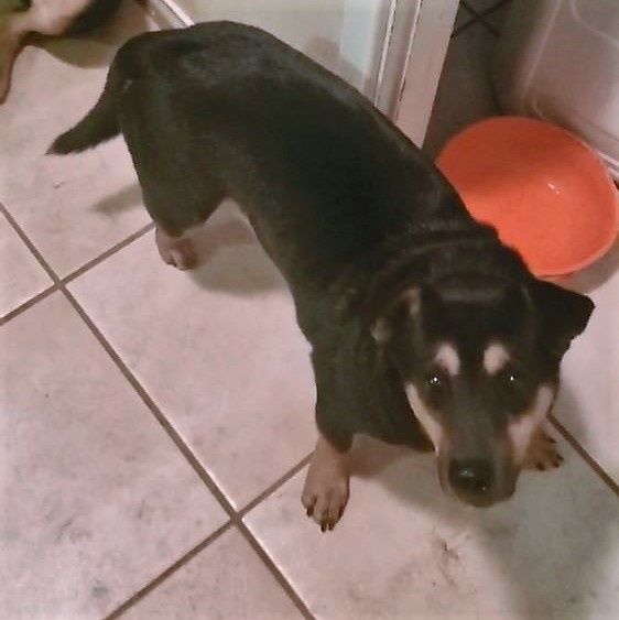 Iggy and Marley, Adoptable, Adult Male Australian Kelpie.