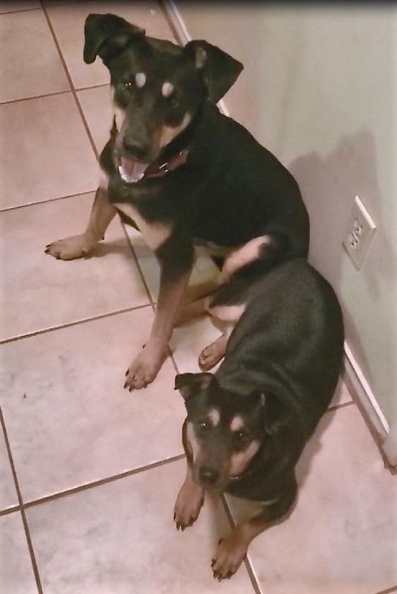 Iggy and Marley, a Adoptable mixed breed in Phoenix, AZ image 2/14