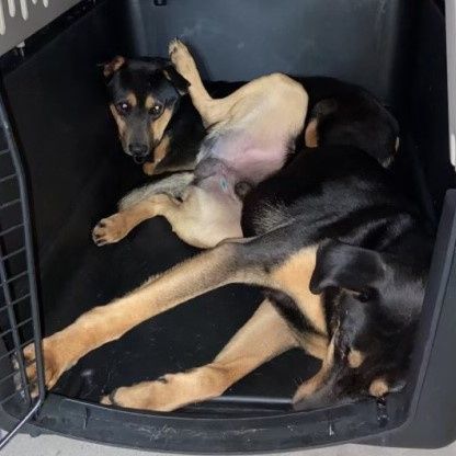 Iggy and Marley, a Adoptable mixed breed in Phoenix, AZ image 4/14