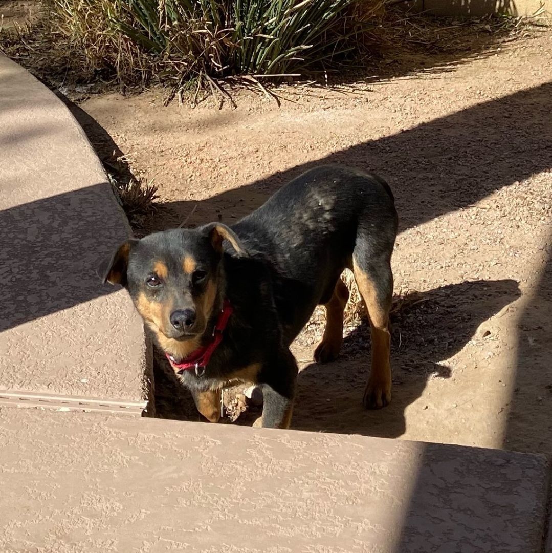 Iggy and Marley, a Adoptable mixed breed in Phoenix, AZ image 5/14