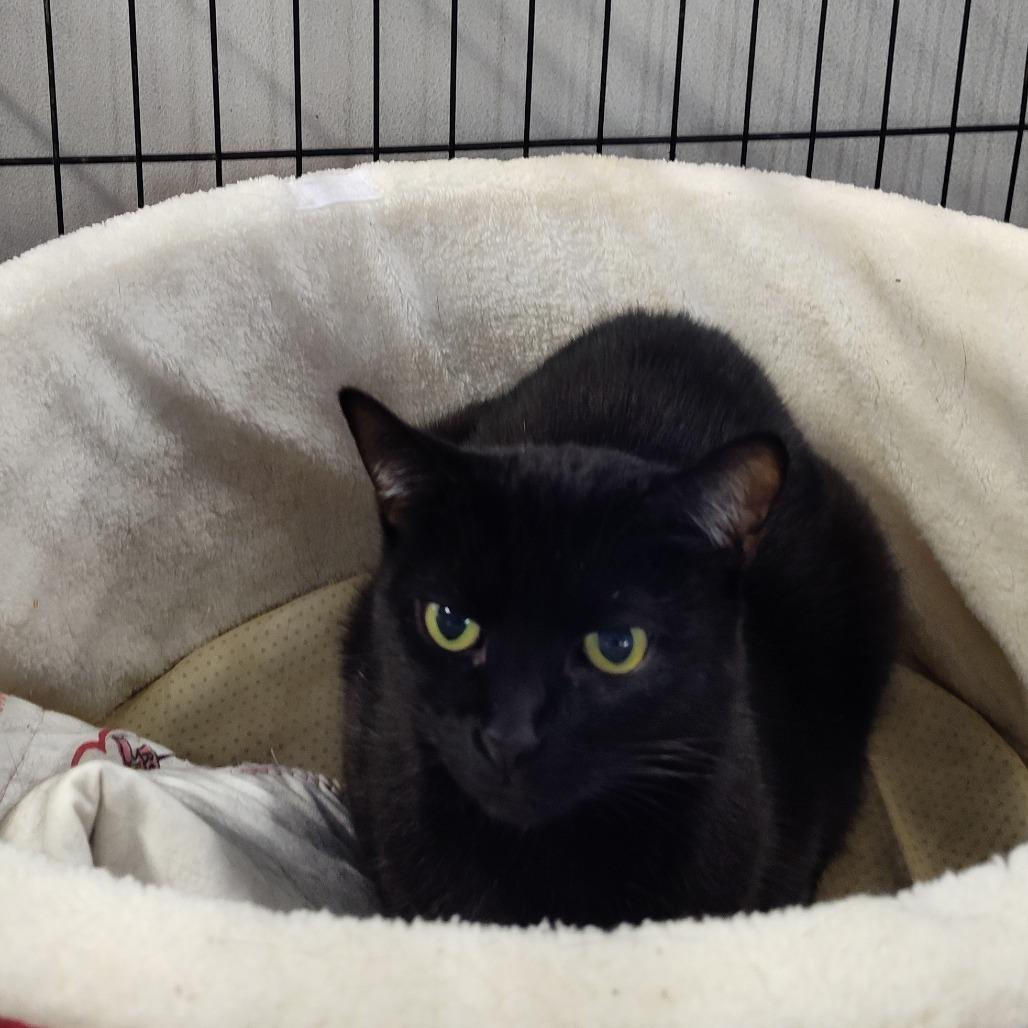 Luna, Adoptable, Adult Female Domestic Short Hair.