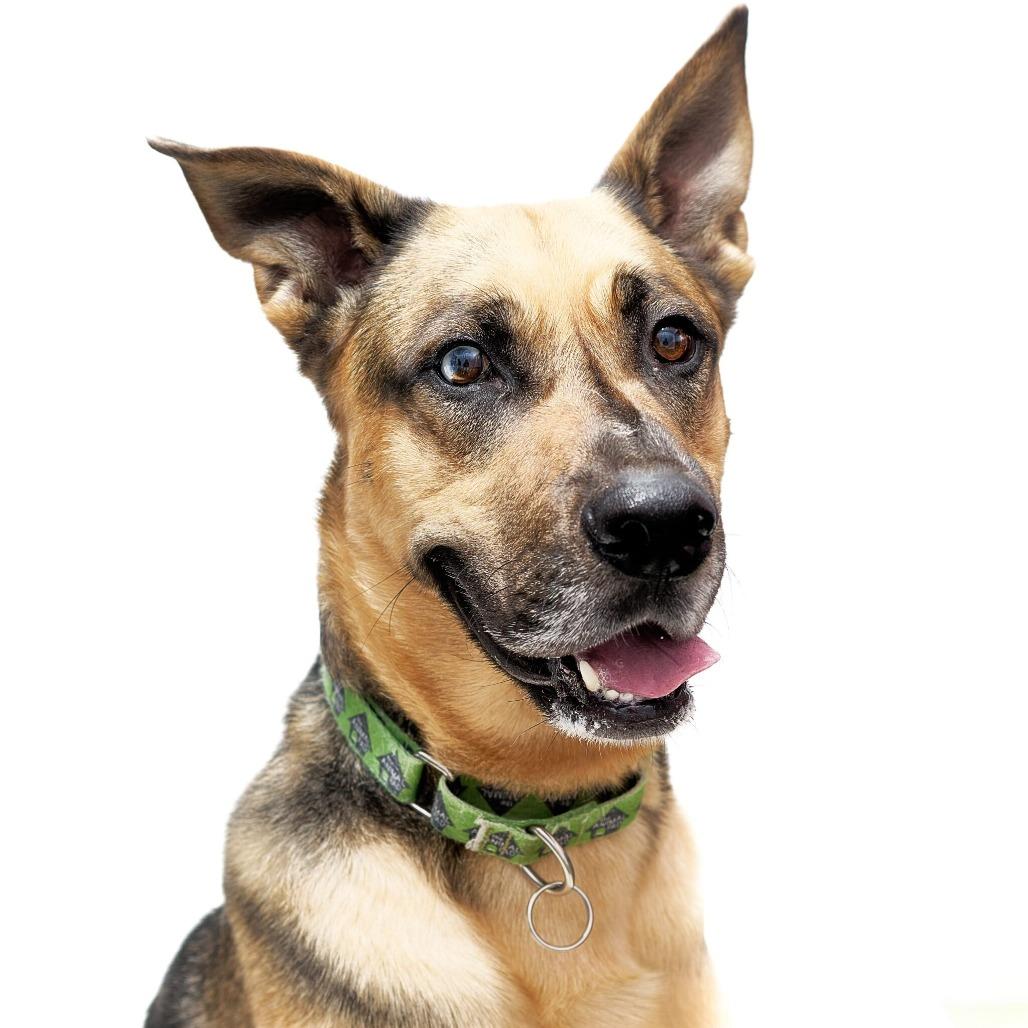 Kabru, Adoptable, Adult Male German Shepherd Dog.