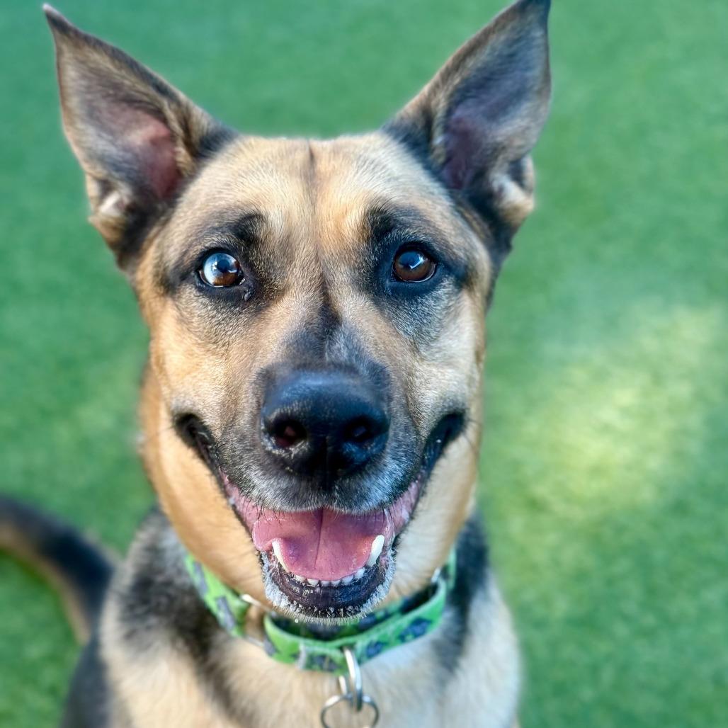 Kabru, Adoptable, Adult Male German Shepherd Dog.