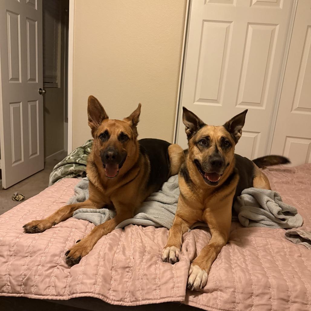 Kabru, a Adoptable German Shepherd Dog in San Diego, CA image 2/6