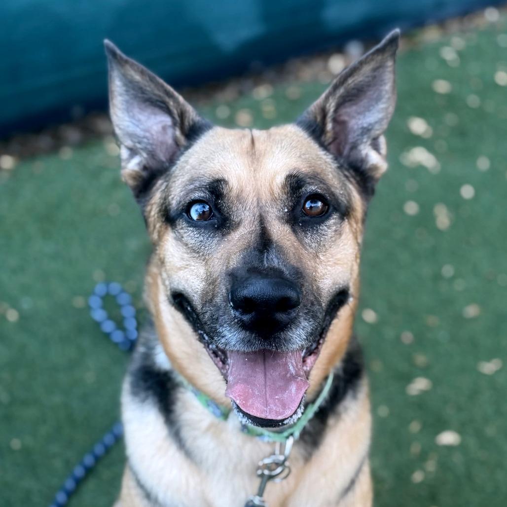 Enlarge Kabru, a Adoptable German Shepherd Dog in San Diego, CA image 3/6