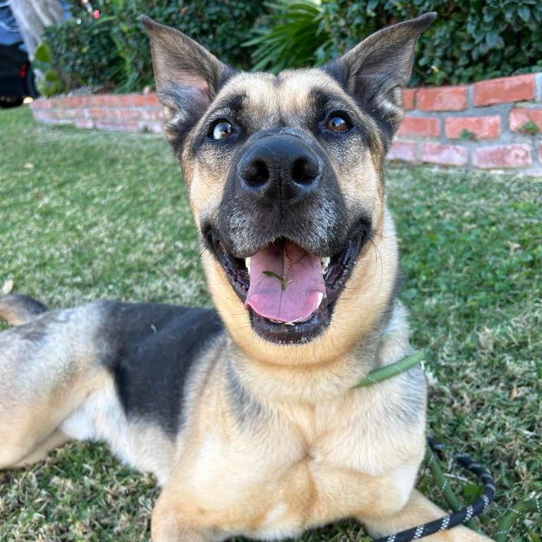 Enlarge Kabru, a Adoptable German Shepherd Dog in San Diego, CA image 4/6