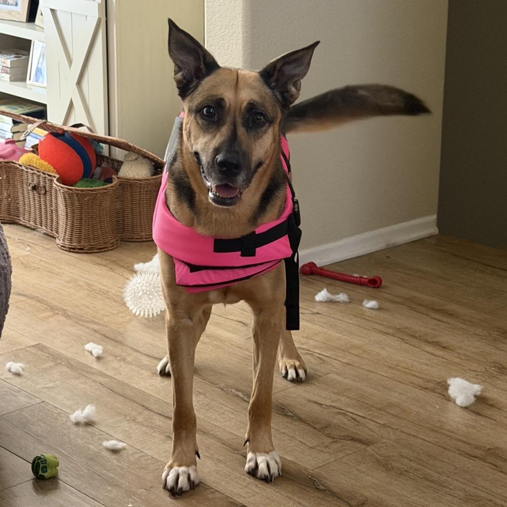 Kabru, a Adoptable German Shepherd Dog in San Diego, CA image 4/6