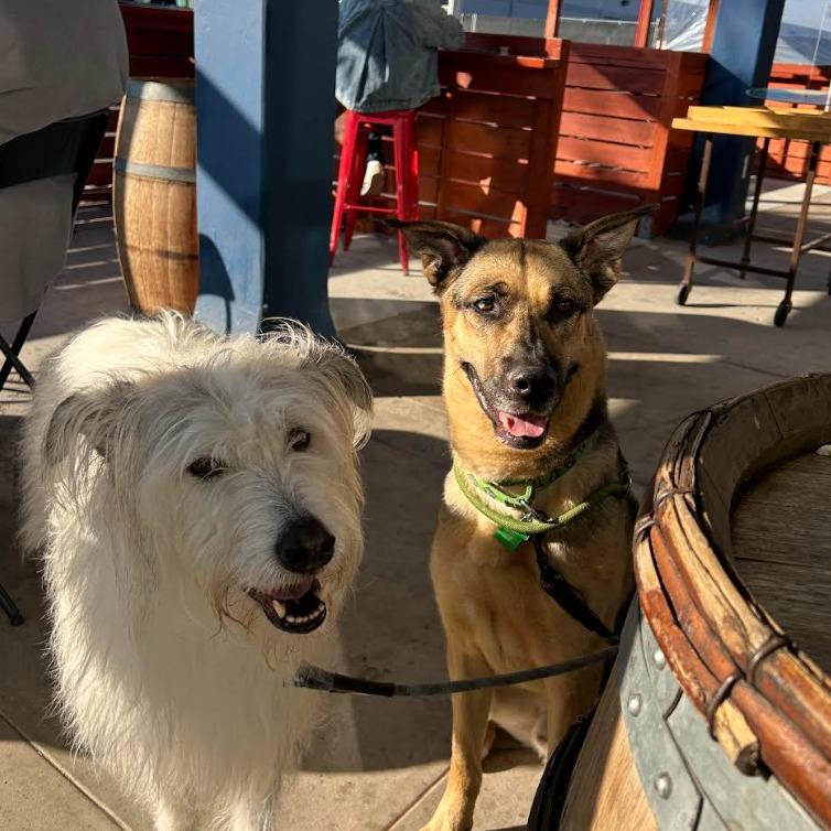 Kabru, a Adoptable German Shepherd Dog in San Diego, CA image 5/6