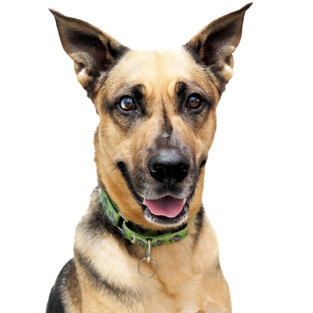 Enlarge Kabru, a Adoptable German Shepherd Dog in San Diego, CA image 5/6
