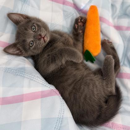 Jimmy Fallon, Adoptable, Kitten Male Domestic Short Hair & Domestic Short Hair.