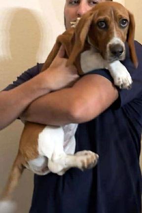 MAPLE, Adopted, Puppy Female Basset Hound & Beagle.