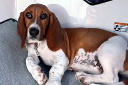 Enlarge MAPLE, a Adopted mixed breed in Mays Landing, NJ image 2/3