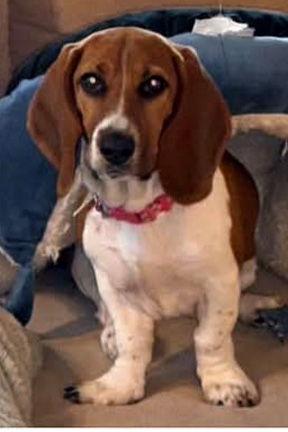 Enlarge MAPLE, a Adopted mixed breed in Mays Landing, NJ image 3/3