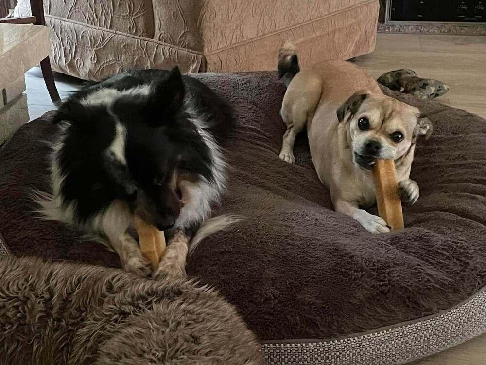 Sadie, Adoptable, Adult Female Pug & Chihuahua.