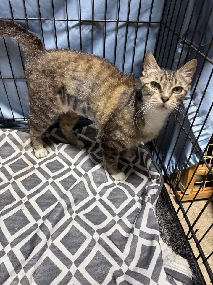 Enlarge Layla, a Adoptable Domestic Short Hair in Midlothian, TX image 3/3