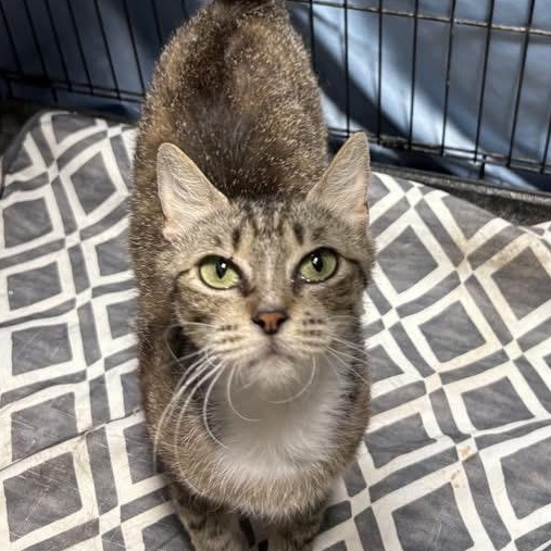 Enlarge Layla, a Adoptable Domestic Short Hair in Midlothian, TX image 1/3