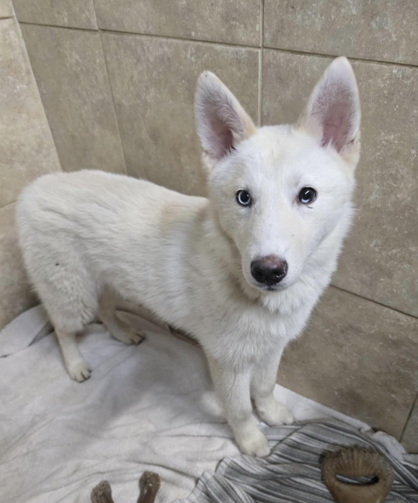 Moshi, Adopted, Puppy Female Siberian Husky.