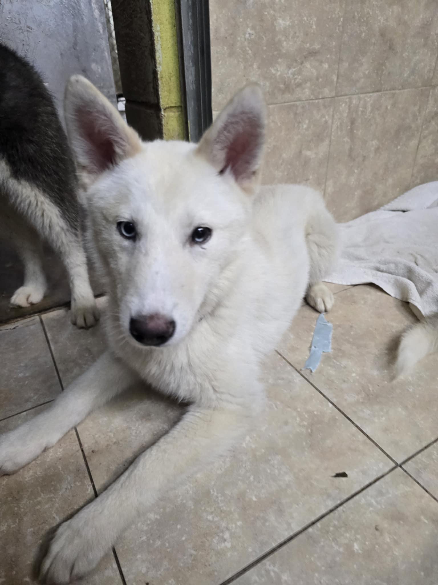 Enlarge Moshi, a Adopted mixed breed in Matawan, NJ image 3/4