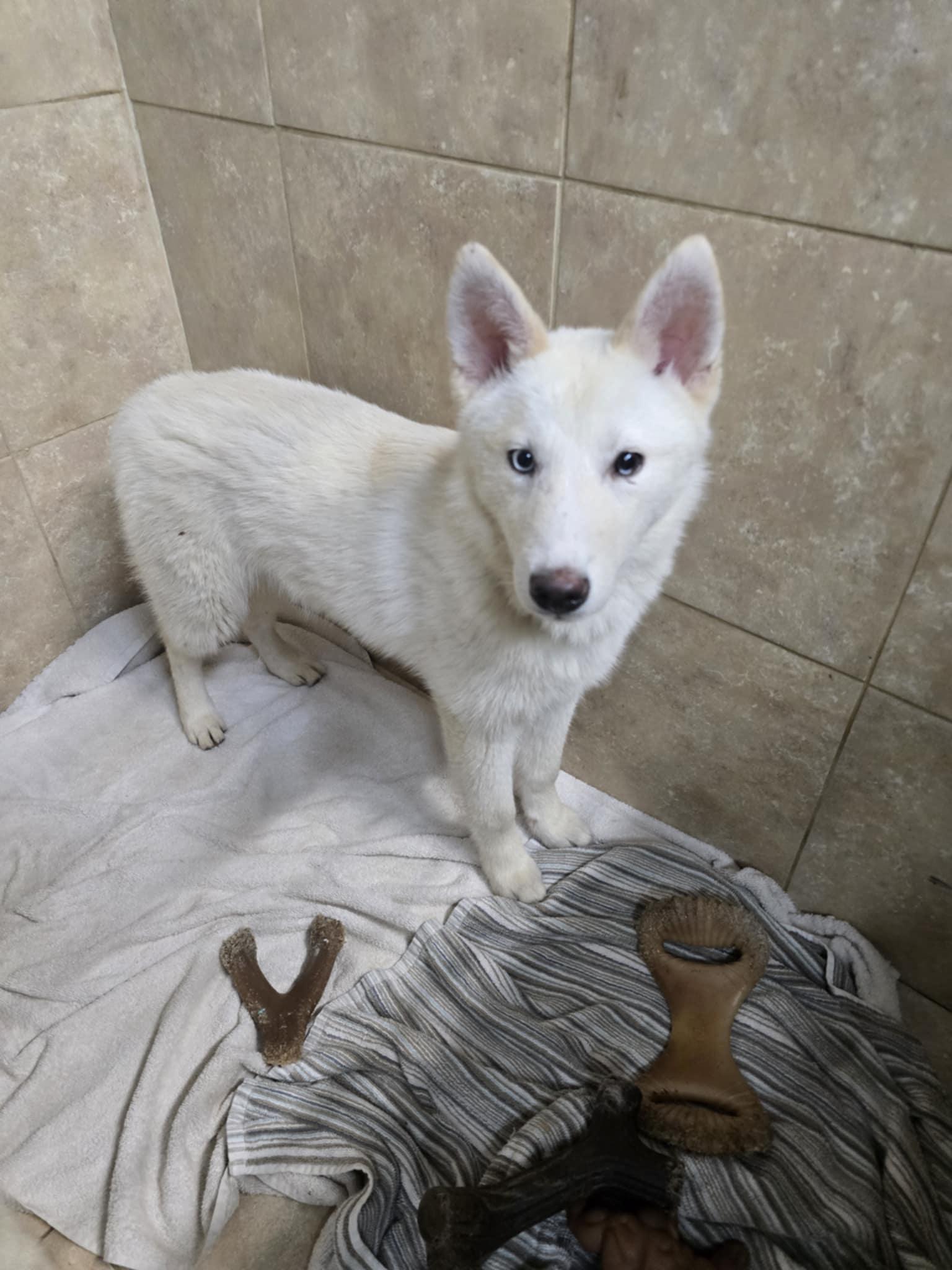 Enlarge Moshi, a Adopted mixed breed in Matawan, NJ image 4/4