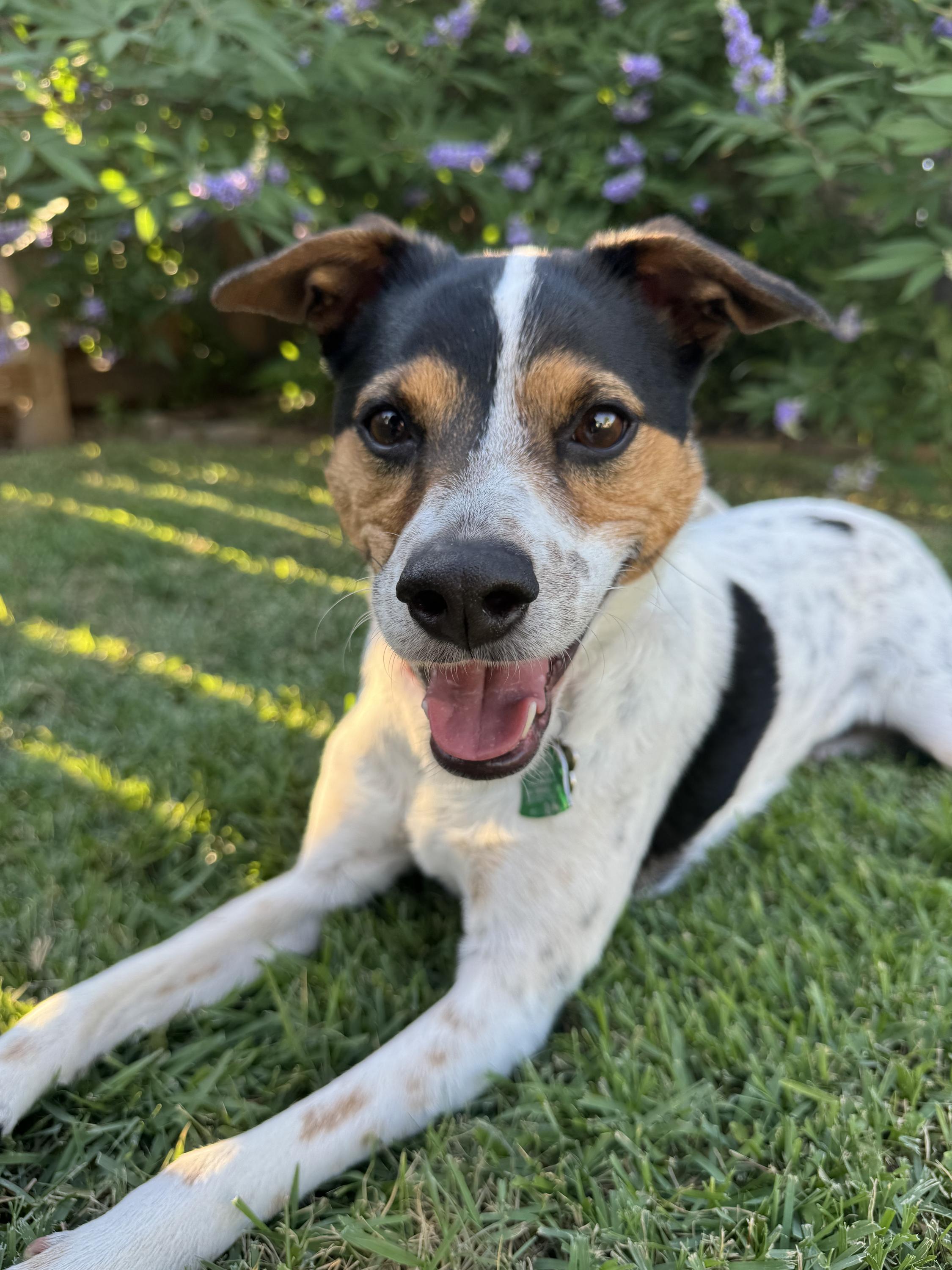 Natalia, Adult Female Fox Terrier