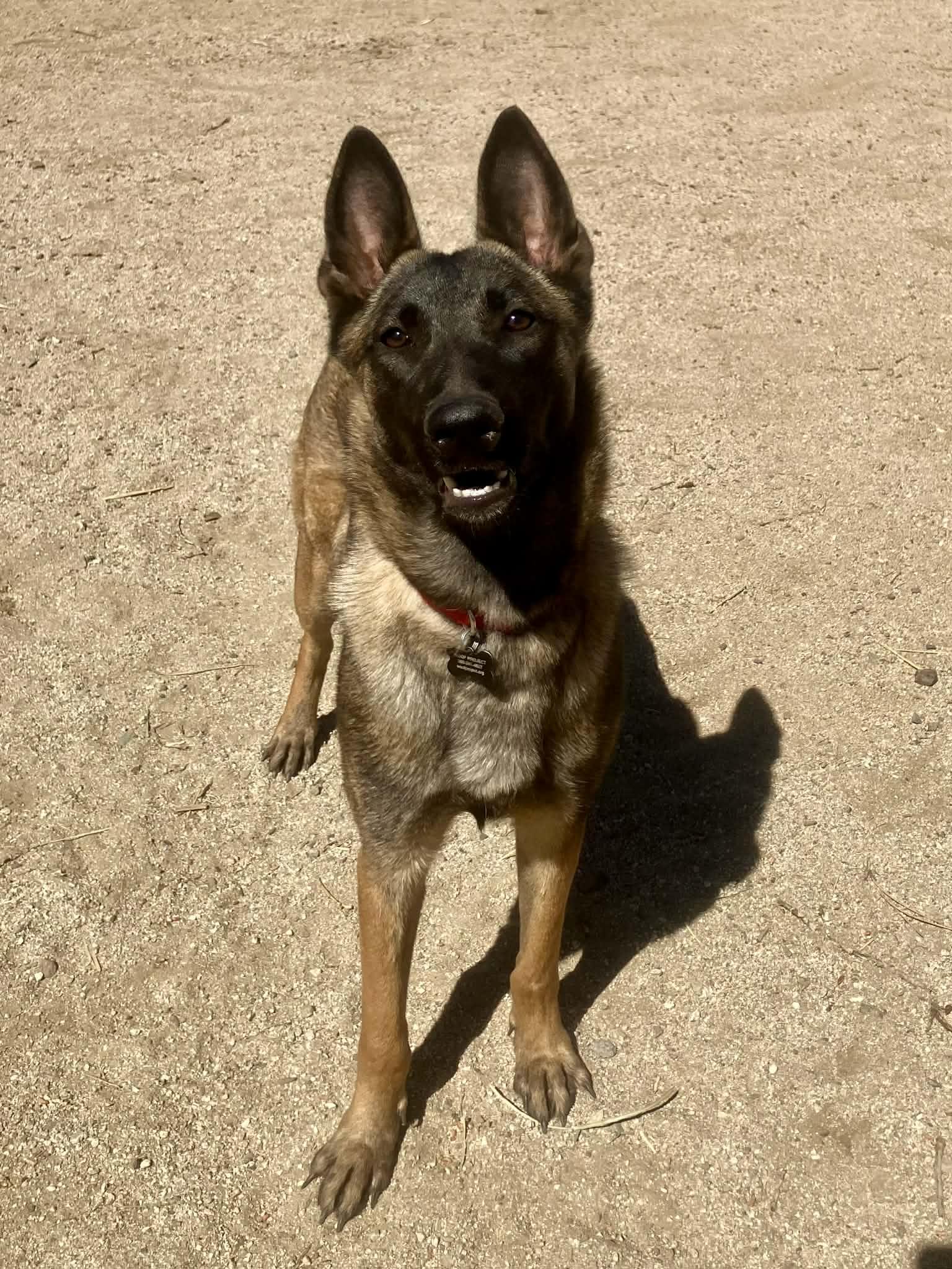 Enlarge Ivy, a Adoptable Belgian Shepherd / Malinois in Vancouver, WA image 1/4