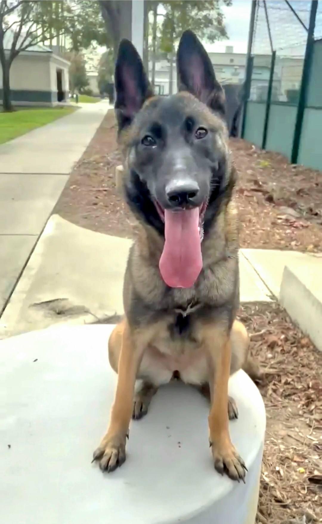 Enlarge Ivy, a Adoptable Belgian Shepherd / Malinois in Vancouver, WA image 2/4