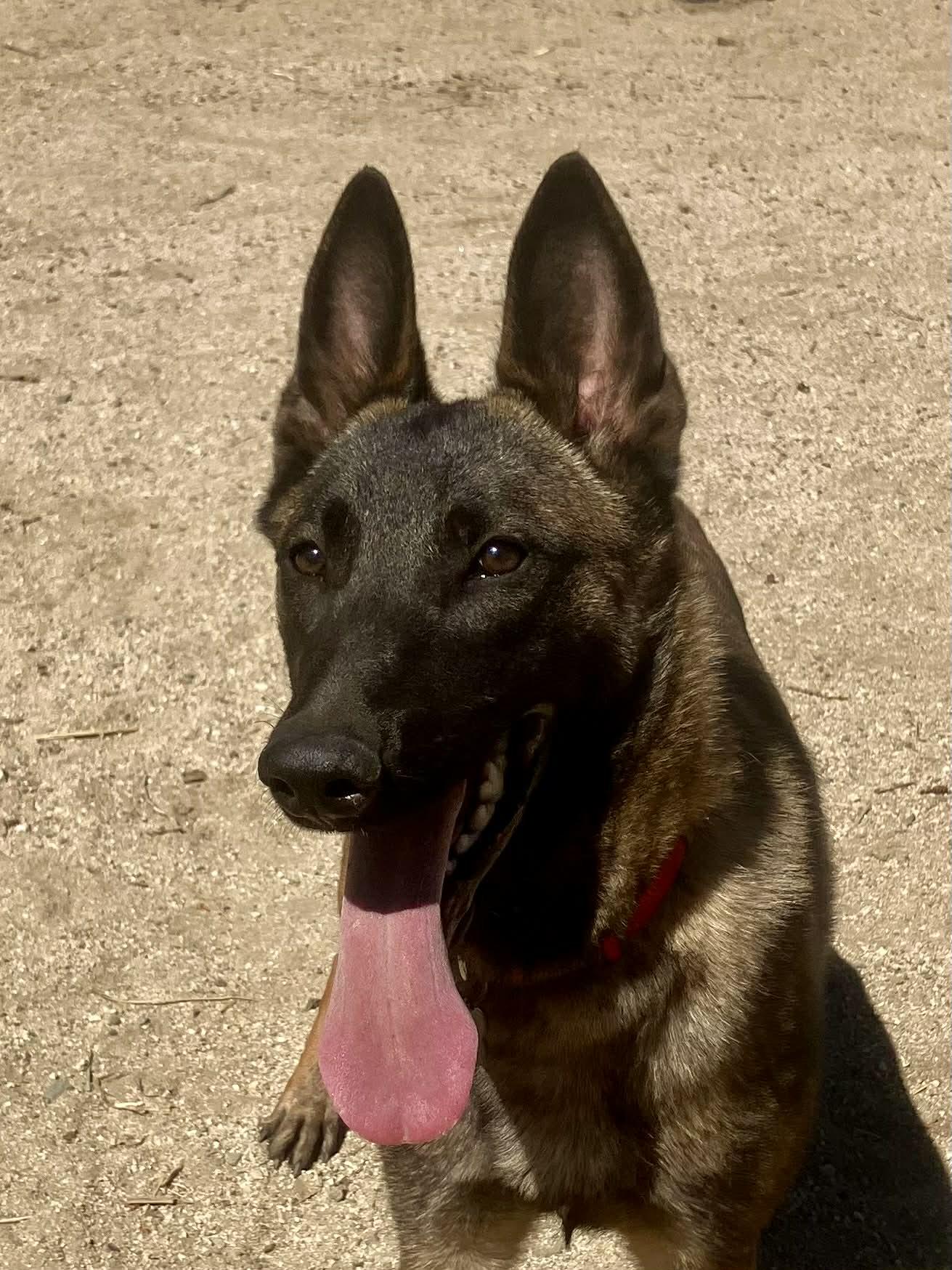 Enlarge Ivy, a Adoptable Belgian Shepherd / Malinois in Vancouver, WA image 3/4